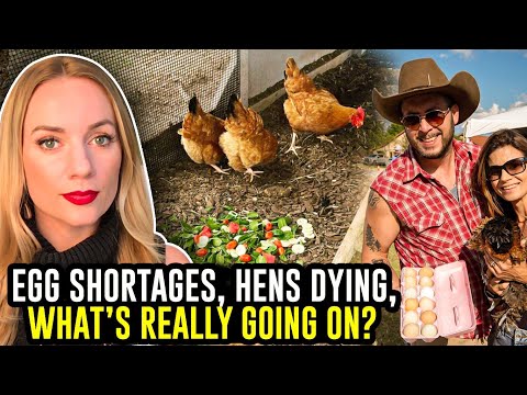 Record Number of Chickens Dead; Is Certain Feed Causing Hens to Stop Laying Eggs? episode artwork