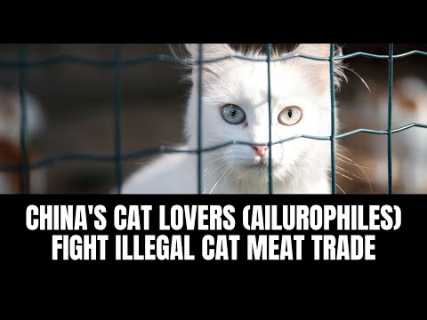 China's Cat Lovers (Ailurophiles) Fight Illegal Cat Meat Trade